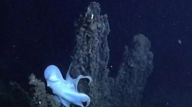 Gurita laut dalam.