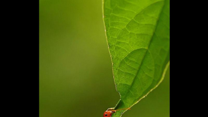Foto semut karya Robertus Agung Sudiatmoko