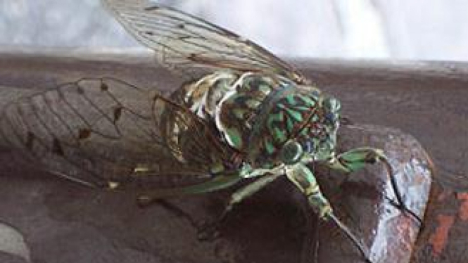 Salah satu spesies Cicada.
