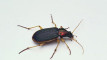 Photo Mini 1