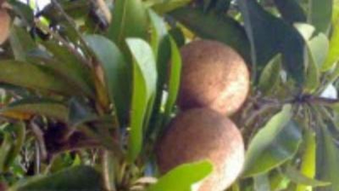 Ilustrasi buah sawo.
