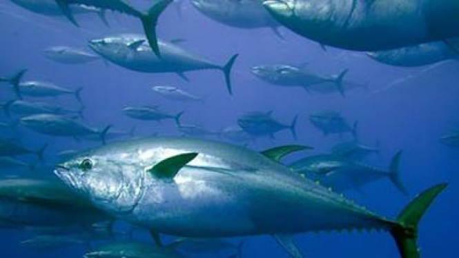 Tuna sirip biru yang keberadaannya terancam punah