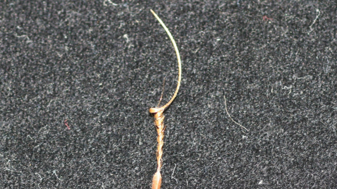 Benih tumbuhan Erodium cicutarium