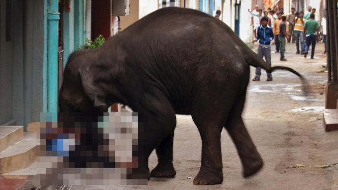 Seekor Gajah menginjak-injak seorang warga di Mysore, India