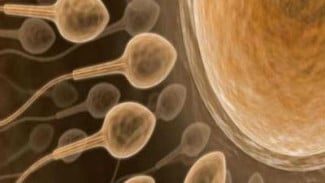 Studi: Bayi Tabung 'Tiga Orang Tua' Terbukti Aman