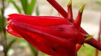 Bunga Rosella Tokcer untuk Turunkan Kolesterol