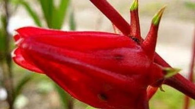 5 Manfaat Bunga Rosella untuk Kesehatan Tubuh, Atasi Hilangnya Libido