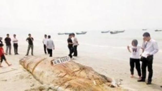 Makhluk laut yang terdampar di pantai Guangdong, China