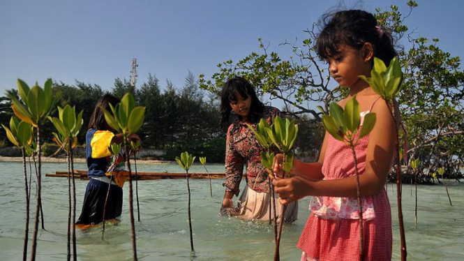 Pelestarian Mangrove di Pulau Pari