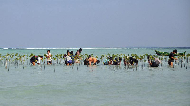 Pelestarian Mangrove di Pulau Pari