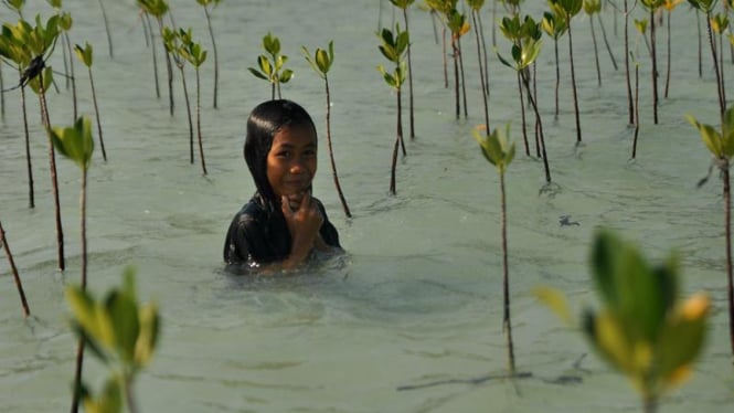 Pelestarian Mangrove di Pulau Pari