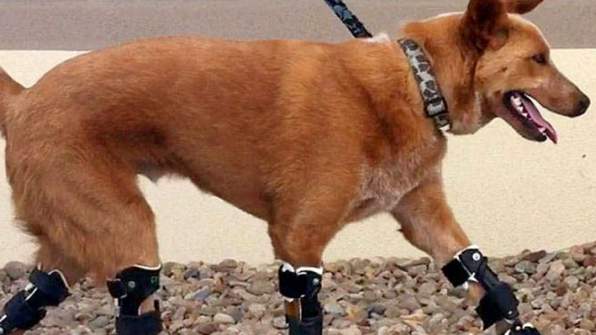 Naki'o anjing dengan kaki bionik