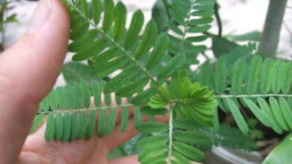 Daun Meniran Bisa Atasi Hepatitis, Benarkah?