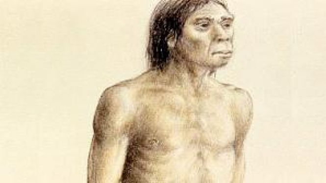 Homo erectus, nenek moyang homo sapiens