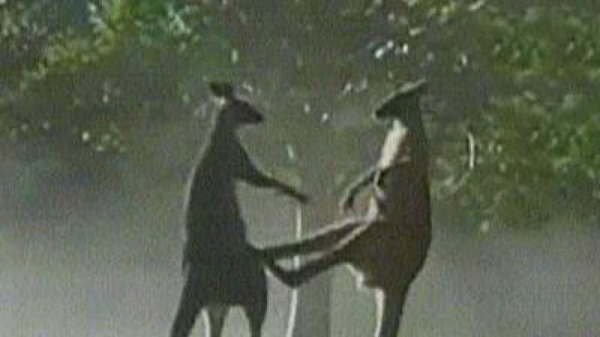 Perkelahian Sengit Dua Kanguru