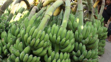 Pisang raja 