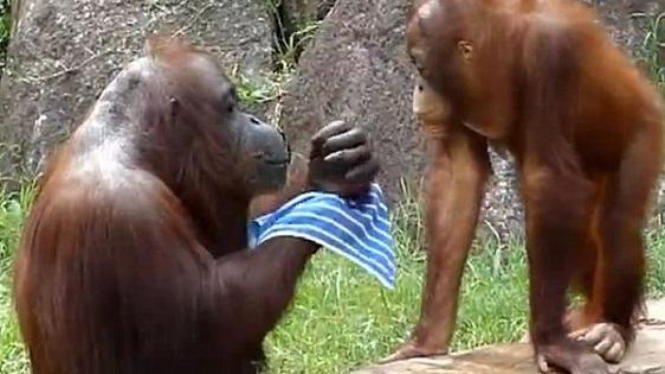 Aksi unik orangutan