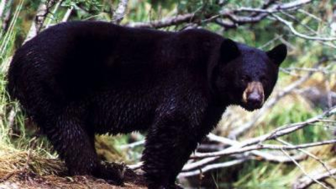 Beruang Hitam (Ilustrasi)