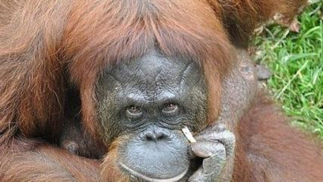 Orangutan Shirley 2