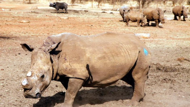 Perburuan badak di Afrika Selatan