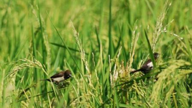 Burung pipit memakan bulir padi