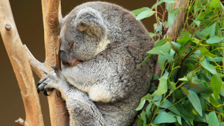 Kenapa Koala Suka Memeluk Pohon?