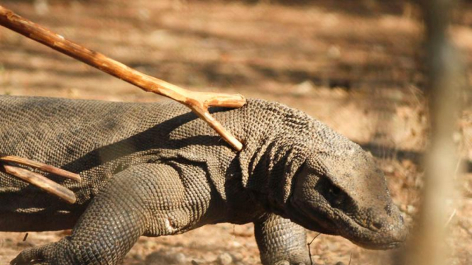 Kunjungan Jusuf Kalla ke Pulau Komodo