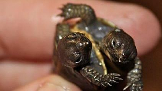 Kura-kura lahir dempet