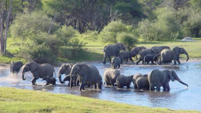 Taman Nasional Mana Pools Zimbabwe
