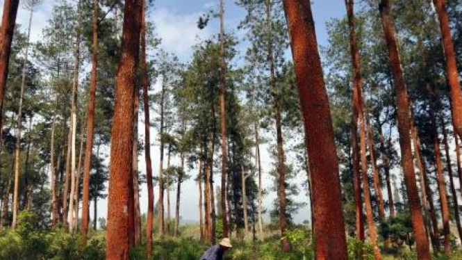 Hutan Pinus di Temanggung
