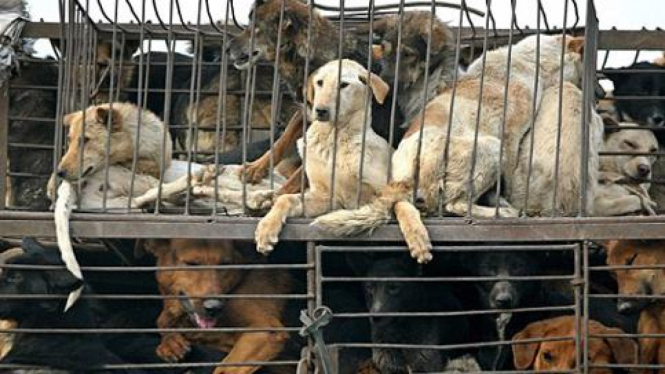 Anjing-anjing yang hendak dijadikan masakan di China