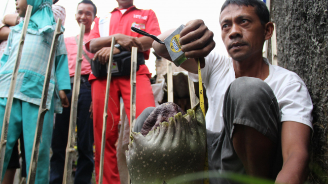 Bunga bangkai di SPBU (Foto: Permadhi | Sukabumi)