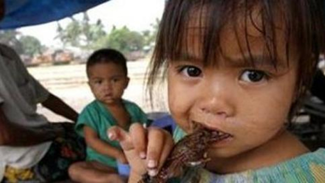 Bocah di kota Battambang, Kamboja, memakan daging tikus