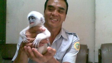 Dua Hewan Unik Lahir Di Bonbin Bandung Viva