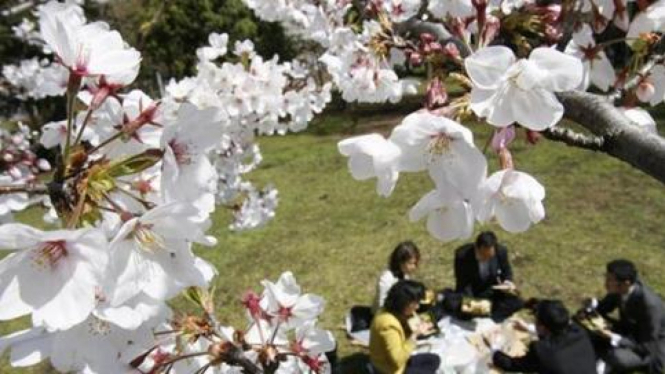 Menikmati sakura di Jepang 