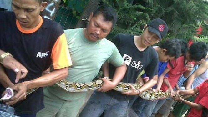 Ular Sanca ditemukan warga Cakung