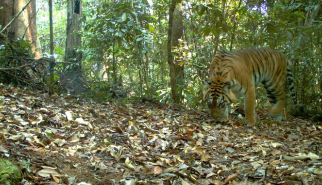 Harimau Sumatra - Panthera tigris sumatrae