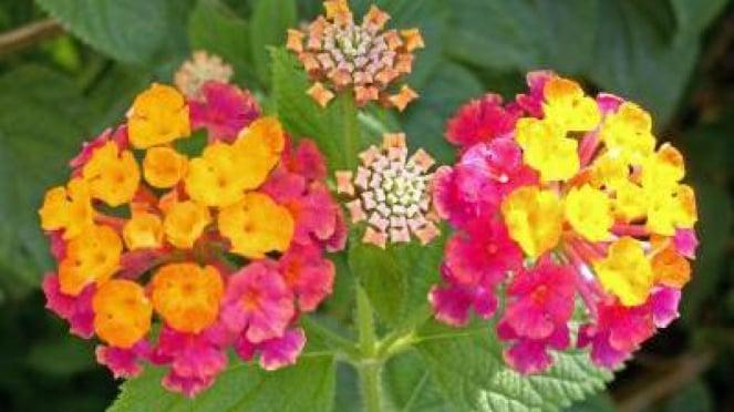 Tanaman Obat Tembelekan (Lantana Camara L)