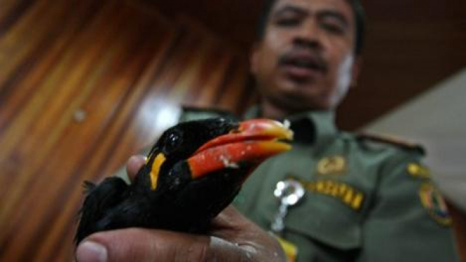 Petugas BKSDA sita burung beo endemik Mentawai