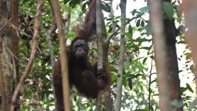 Seekor orangutan dilepasliarkan di Taman Nasional Tanjung Puting, Kalteng