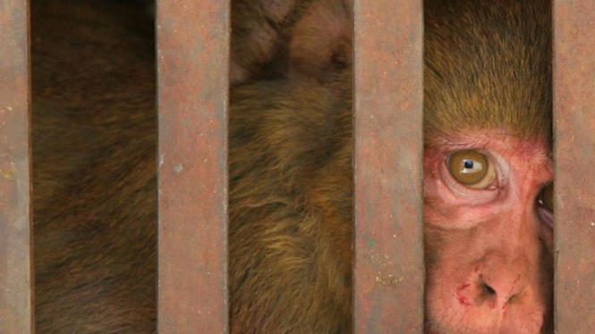Penangkapan Monyet Liar Di India