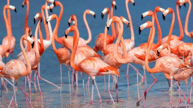 Populasi Burung Flamingo