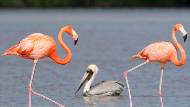 Populasi Burung Flamingo