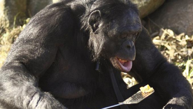 Kanzi, simpanse yang dapat menyalakan api dan memasak