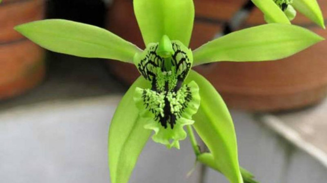 Anggrek Hitam