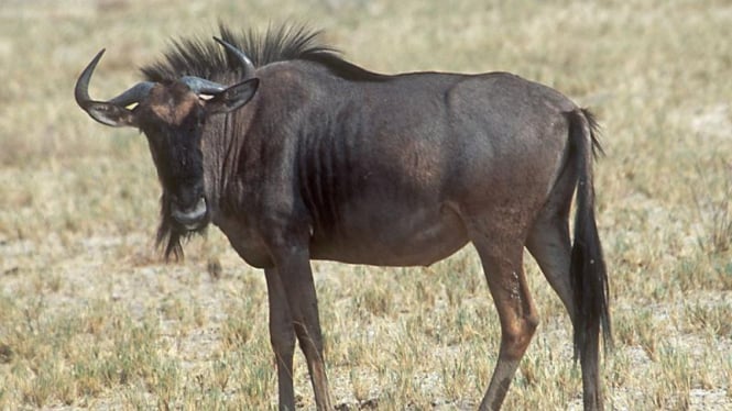 Wildebeest