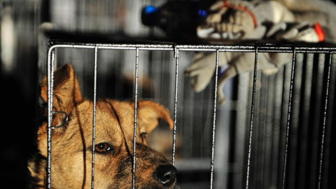 1000 ekor anjing selamat dari pembantaian