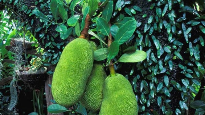 pohon nangka