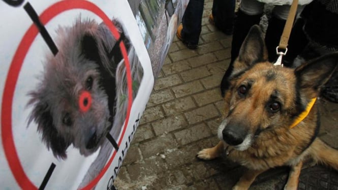 Demo tolak pembantaian anjing liar Ukraina