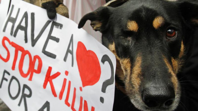 Demo tolak pembantaian anjing liar Ukraina